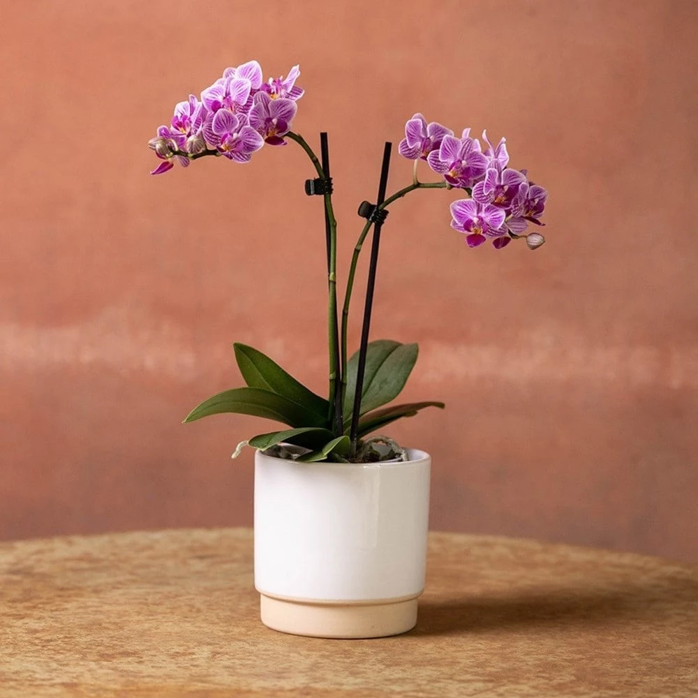 Phalaenopsis 'Pink Veins' 4 Phalaenopsis 'Pink Veins' - Image 2