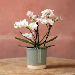 Phalaenopsis 'Zurich' -Feathered Garden pl2000048245 card3 lg