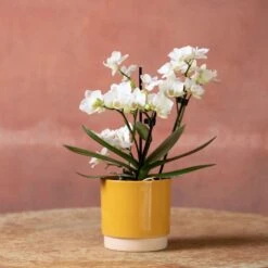 Phalaenopsis 'Zurich' -Feathered Garden pl2000048245 card5 lg