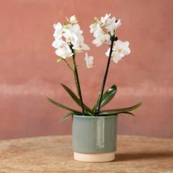 Phalaenopsis 'Bern' -Feathered Garden pl2000048246 card3 lg
