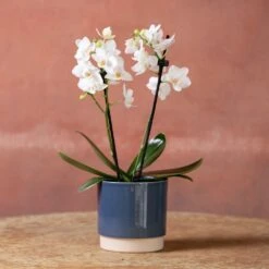 Phalaenopsis 'Bern' -Feathered Garden pl2000048246 card4 lg