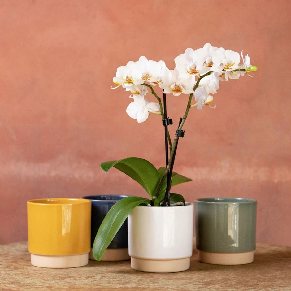 Phalaenopsis 'Puppy' 3 Phalaenopsis 'Puppy'