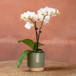 Phalaenopsis 'Puppy' 10 Phalaenopsis 'Puppy' -Feathered Garden pl2000048247 card3 lg