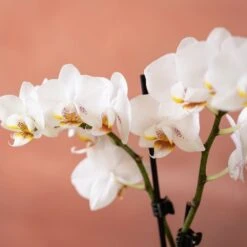 Phalaenopsis 'Puppy' 13 Phalaenopsis 'Puppy' -Feathered Garden pl2000048247 card6 lg