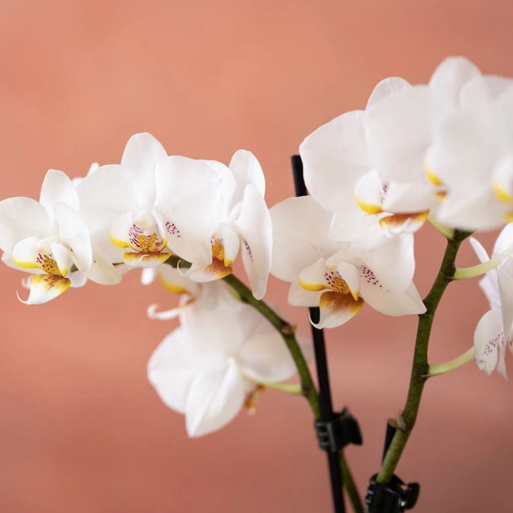 Phalaenopsis 'Puppy' 8 Phalaenopsis 'Puppy' - Image 6