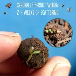 Seedballs Native Wildflowers For Wildlife 13 Seedballs Native Wildflowers For Wildlife -Feathered Garden pl2000048352 card5 lg