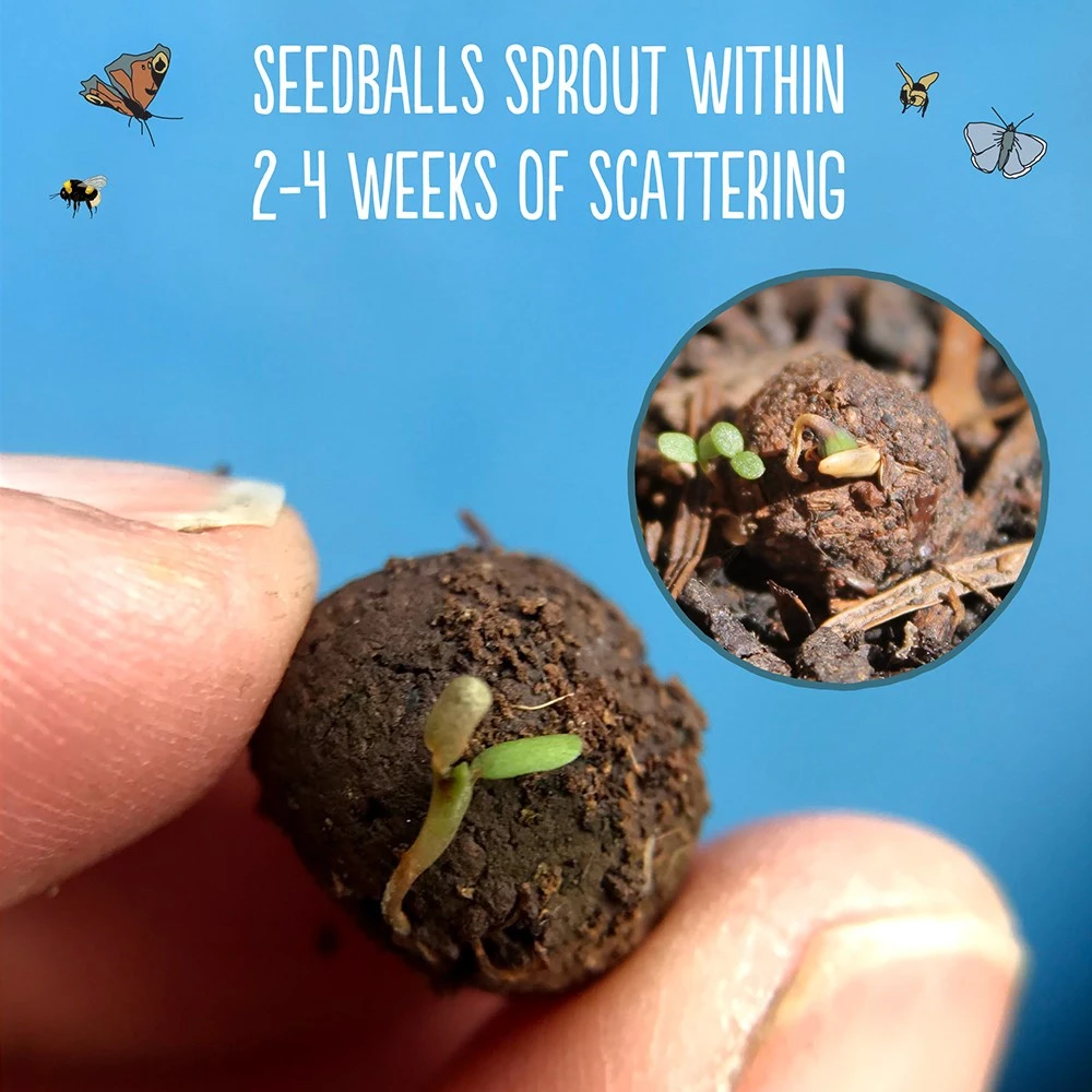 Seedballs Native Annual Wildflowers 7 Seedballs Native Annual Wildflowers - Image 5