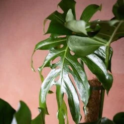 Monstera Deliciosa 9 Monstera Deliciosa -Feathered Garden pl2000048359 card3 lg