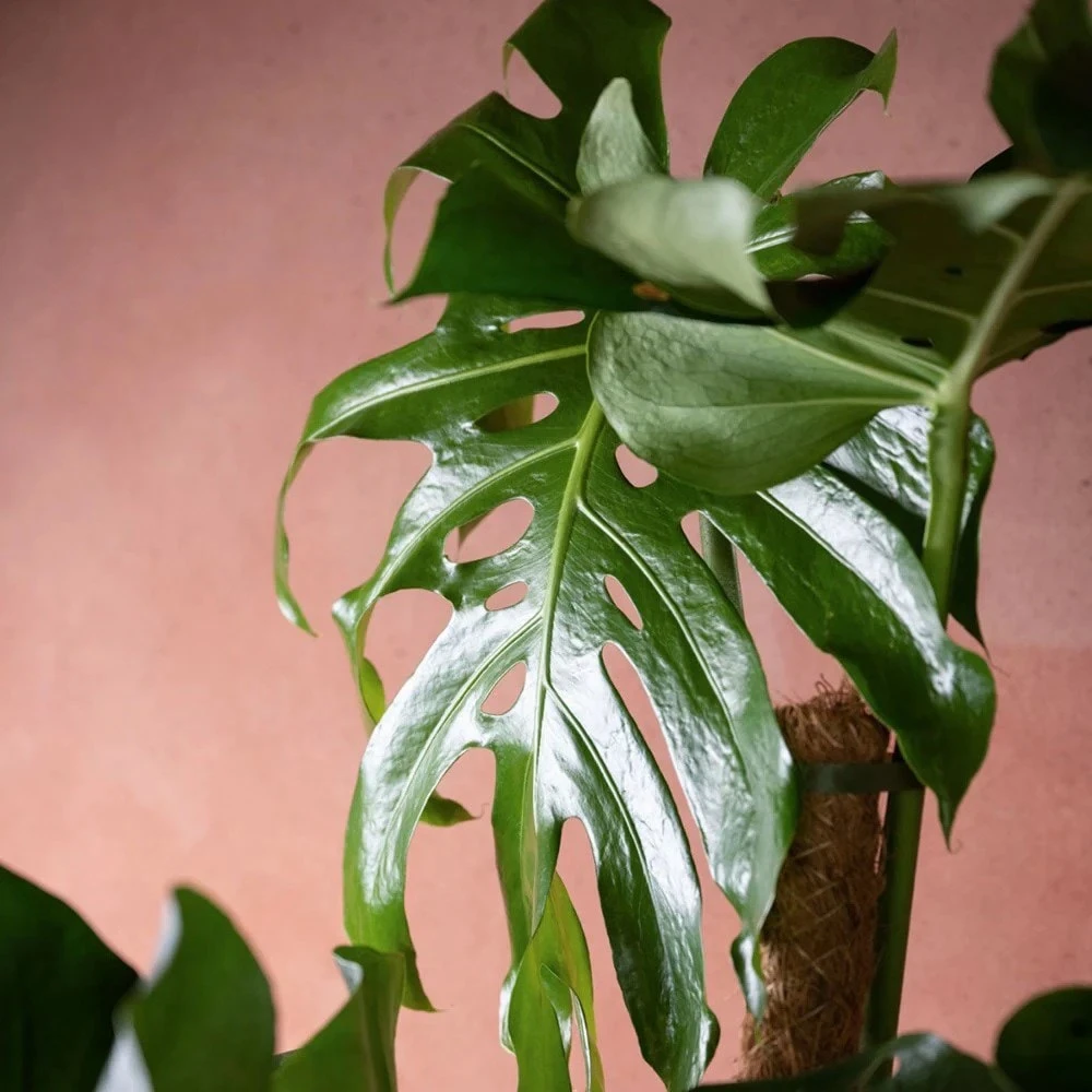 Monstera Deliciosa 5 Monstera Deliciosa - Image 3