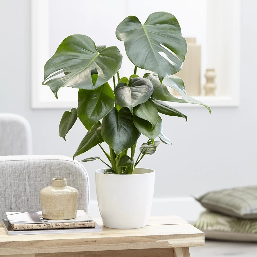 Monstera Deliciosa 6 Monstera Deliciosa - Image 4