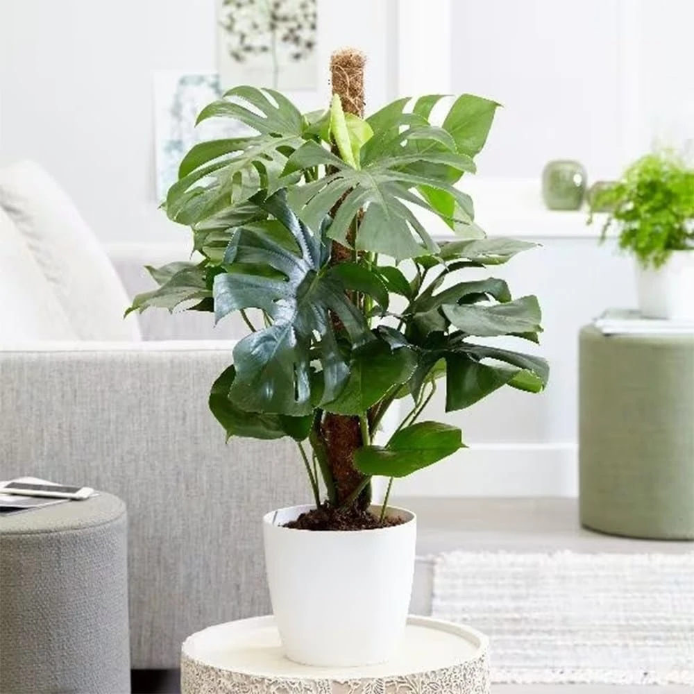 Monstera Deliciosa 7 Monstera Deliciosa - Image 5