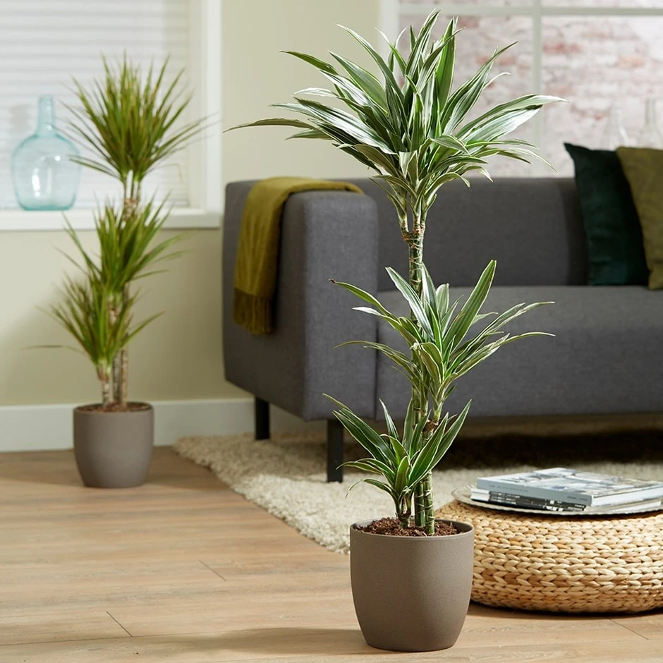 Dracaena Fragrans (Deremensis Group) 'Warneckei' 3 Dracaena Fragrans (Deremensis Group) 'Warneckei'