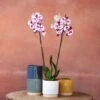 Phalaenopsis 'Marakesh' -Feathered Garden pl2000048820