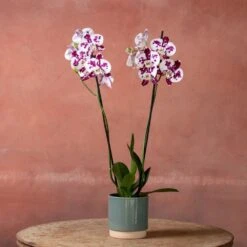 Phalaenopsis 'Marakesh' -Feathered Garden pl2000048820 card3 lg