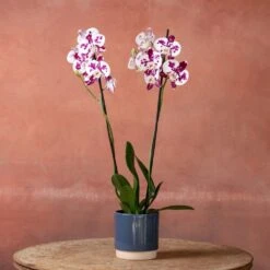 Phalaenopsis 'Marakesh' -Feathered Garden pl2000048820 card4 lg