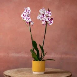 Phalaenopsis 'Marakesh' -Feathered Garden pl2000048820 card5 lg