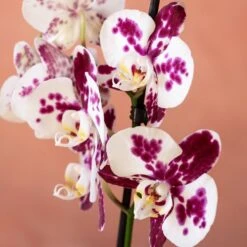 Phalaenopsis 'Marakesh' -Feathered Garden pl2000048820 card6 lg