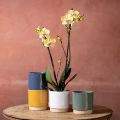 Feathered Garden 50 Phalaenopsis 'Golden Cheetah'