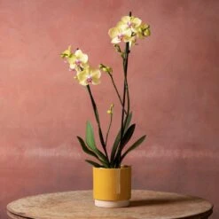 Phalaenopsis 'Golden Cheetah' 12 Phalaenopsis 'Golden Cheetah' -Feathered Garden pl2000048821 card5 lg
