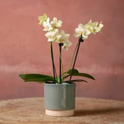 Phalaenopsis 'Livorno' -Feathered Garden pl2000048822 card3 lg