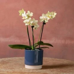 Phalaenopsis 'Livorno' -Feathered Garden pl2000048822 card4 lg