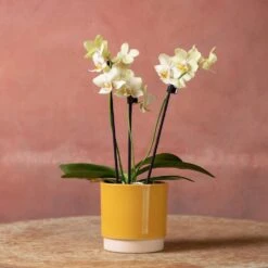 Phalaenopsis 'Livorno' -Feathered Garden pl2000048822 card5 lg