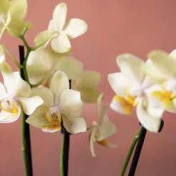 Phalaenopsis 'Livorno' -Feathered Garden pl2000048822 card6 lg