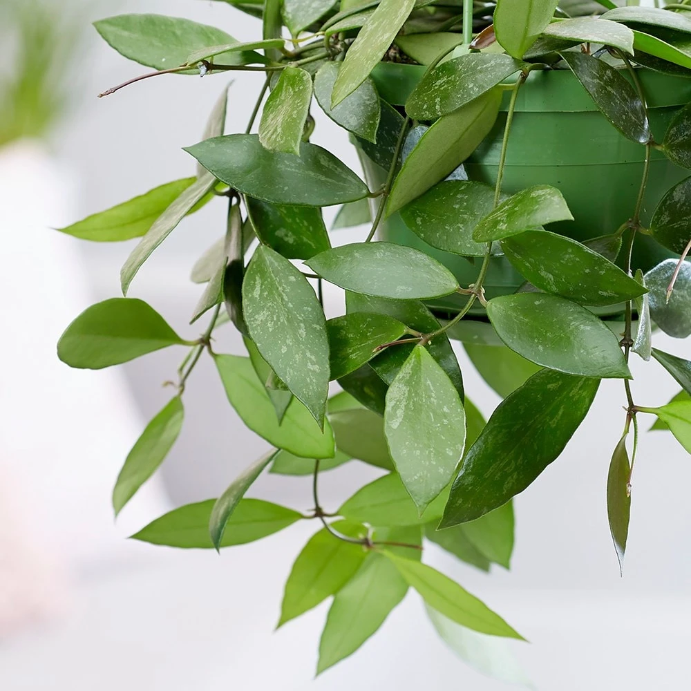 Hoya Gracilis 4 Hoya Gracilis - Image 2