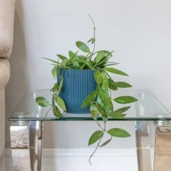 Hoya Gracilis 9 Hoya Gracilis -Feathered Garden pl2000048883 card3 lg