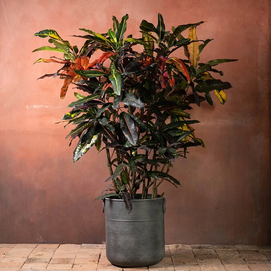 Codiaeum Variegatum 'Mango Tango' 3 Codiaeum Variegatum 'Mango Tango'