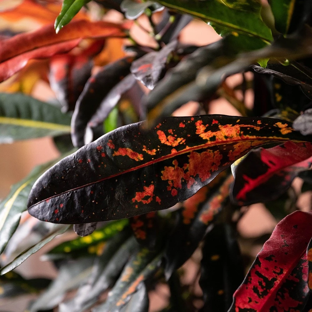 Codiaeum Variegatum 'Mango Tango' 4 Codiaeum Variegatum 'Mango Tango' - Image 2