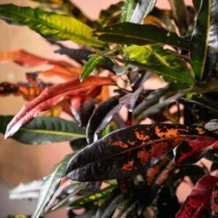 Codiaeum Variegatum 'Mango Tango' 7 Codiaeum Variegatum 'Mango Tango' -Feathered Garden pl2000048905 card3 lg