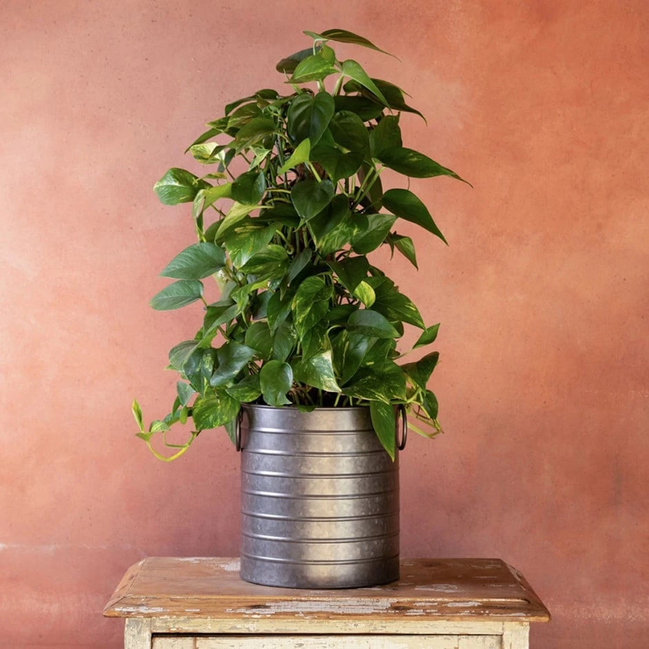 Epipremnum Aureum 3 Epipremnum Aureum