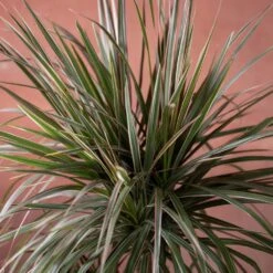 Dracaena Marginata 'Tricolor' -Feathered Garden pl2000048989 card3 lg