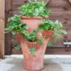 Terracotta Strawberry Planter 2 Terracotta Strawberry Planter -Feathered Garden pr2000012807