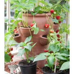 Terracotta Strawberry Planter 9 Terracotta Strawberry Planter -Feathered Garden pr2000012807 card4 lg
