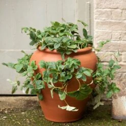 Feathered Garden 23 Terracotta Strawberry Pot