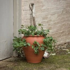 Terracotta Strawberry Pot 8 Terracotta Strawberry Pot -Feathered Garden pr2000017234 card3 lg