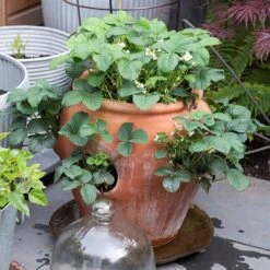 Terracotta Strawberry Pot 9 Terracotta Strawberry Pot -Feathered Garden pr2000017234 card4 lg