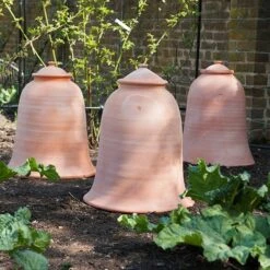Terracotta Rhubarb Forcer -Feathered Garden pr2000017359 card4 lg