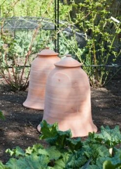Terracotta Rhubarb Forcer -Feathered Garden pr2000017359 card5 lg