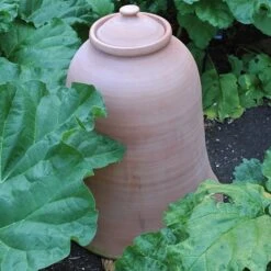 Terracotta Rhubarb Forcer -Feathered Garden pr2000017359 card6 lg