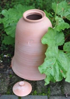 Terracotta Rhubarb Forcer -Feathered Garden pr2000017359 card7 lg