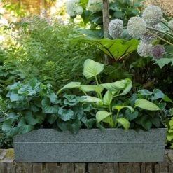 Embossed Galvanised Window Trough 13 Embossed Galvanised Window Trough -Feathered Garden pr2000018441 card3 lg