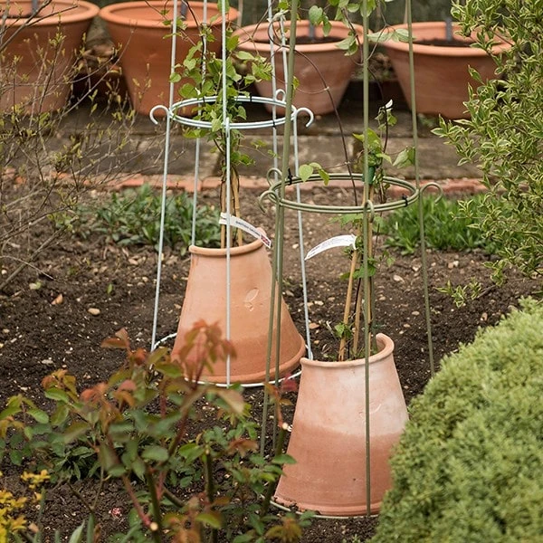 Clematis Root Protector 5 Clematis Root Protector - Image 3