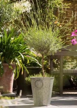 Faceted Galvanised Planter 21 Faceted Galvanised Planter -Feathered Garden pr2000027856 card10 lg