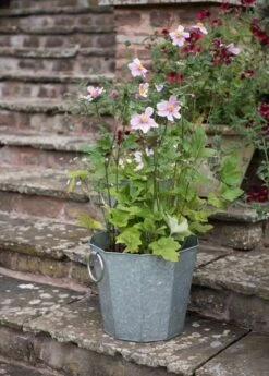 Faceted Galvanised Planter 13 Faceted Galvanised Planter -Feathered Garden pr2000027856 card2 lg