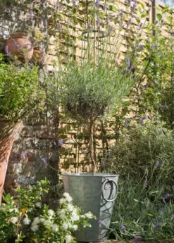 Faceted Galvanised Planter 18 Faceted Galvanised Planter -Feathered Garden pr2000027856 card7 lg