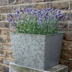 Galvanised Planter -Feathered Garden pr2000028358 card4 lg