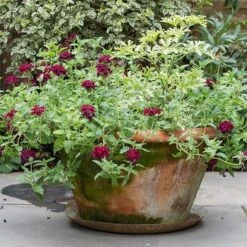 Brass Tray 13 Brass Tray -Feathered Garden pr2000028422 card6 lg